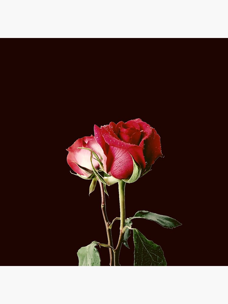 Wrongdoing Magazine Real Rose Collection by PalacesP