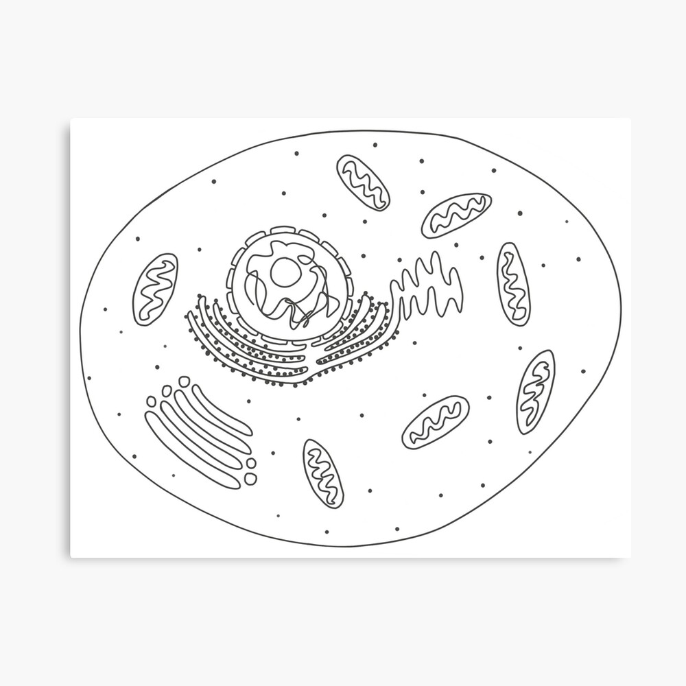 Diagram of an Animal Cell Diagram of an Animal Cell