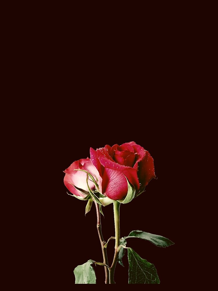 Wrongdoing Magazine Real Rose Collection by PalacesP