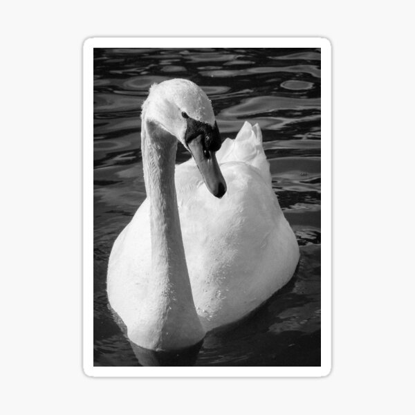 Monochrome Swan Sticker