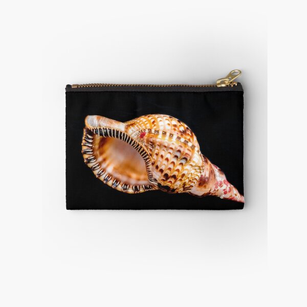 Item preview, Horse Conch from Elbow Cay designed and sold by Robert Kelch, M.D..