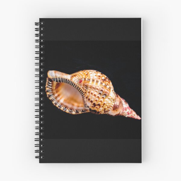 Item preview, Horse Conch from Elbow Cay designed and sold by Robert Kelch, M.D..