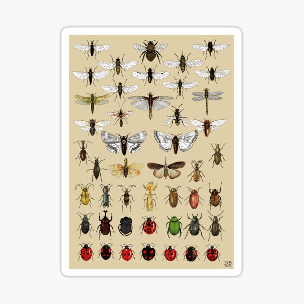 Entomology Insect studies collection  Sticker