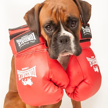 Artwork thumbnail, Boxer by IncaBoxer