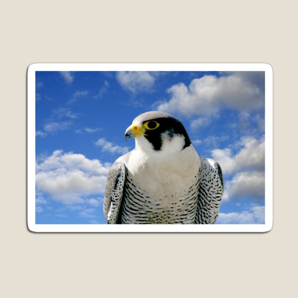 PEREGRINE FALCON Magnet