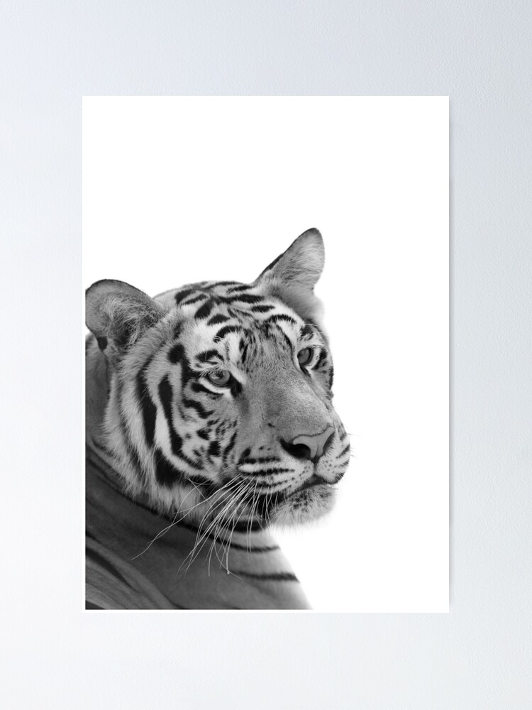"Black and White Tiger" Poster for Sale by thelustrous Redbubble