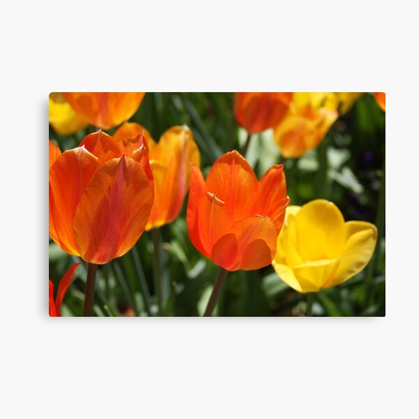 Orange and Yellow Tulips Canvas Print