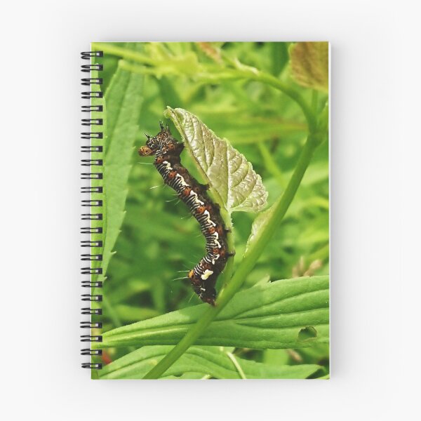 Item preview, Eight-Spotted Forester Moth (Alypia octomaculata) designed and sold by Zoologe.