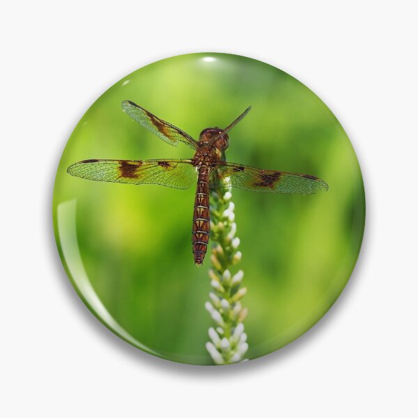 Item preview, Eastern Amberwing (Perithemis tenera) designed and sold by Zoologe.