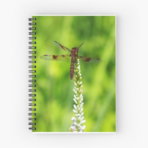 Item preview, Eastern Amberwing (Perithemis tenera) designed and sold by Zoologe.