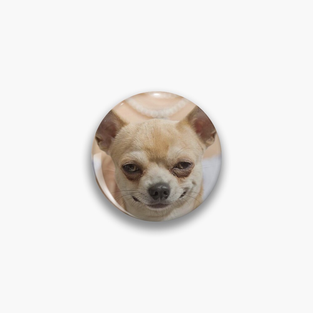 Grinning Chihuahua funny dog 