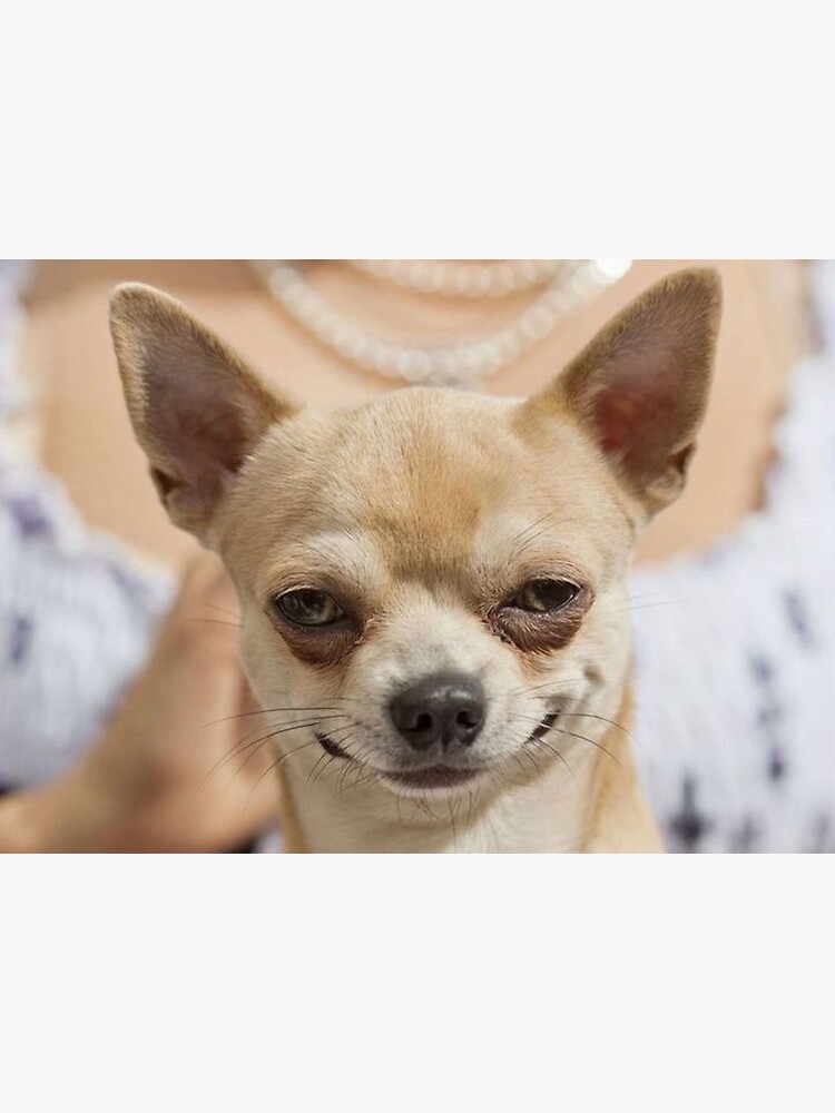 Grinning Chihuahua funny dog Sticker for Sale by MindChirp