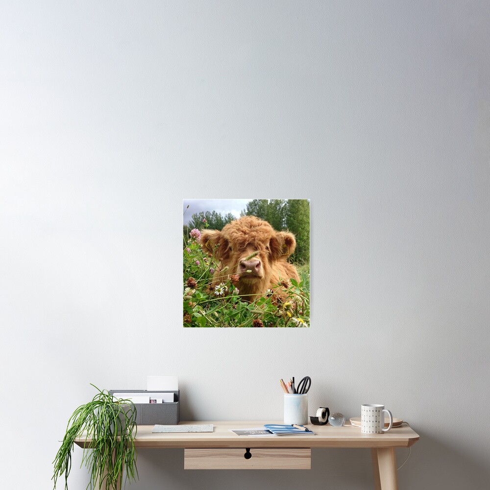 Baby Fluffy Cow Poster