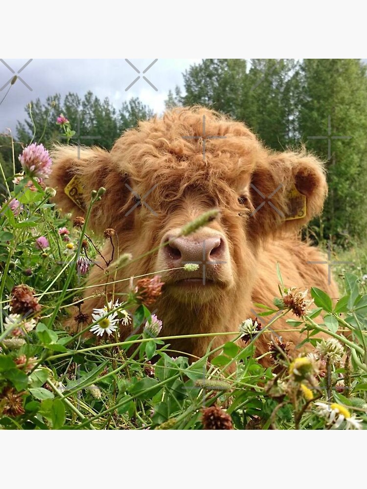 Baby Fluffy Cow by stuthiibhat4