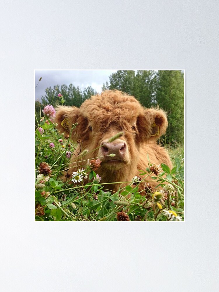 Alternate view of Baby Fluffy Cow Poster