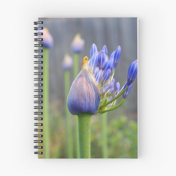 Item preview, Apertura designed and sold by jayview.
