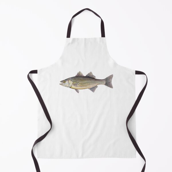 Striped Bass (Morone saxatilis) Apron
