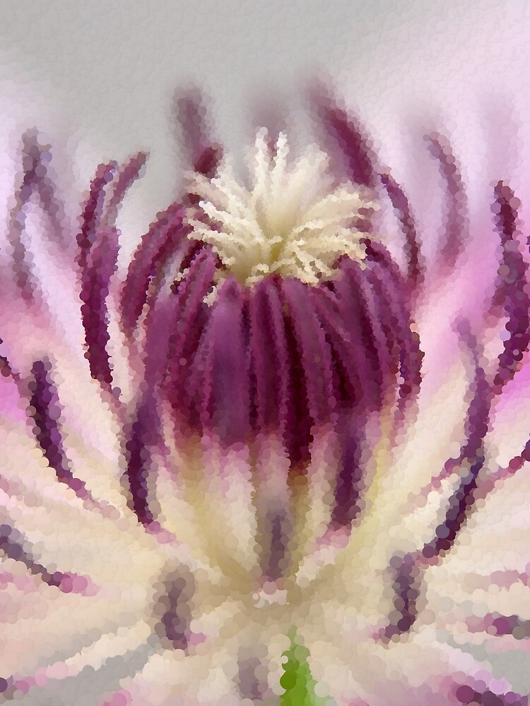 Purple and White Clematis by MathenaArt