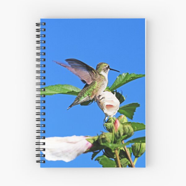 Item preview, Hummingbird And Rose of Sharon designed and sold by Deb Oppermann.