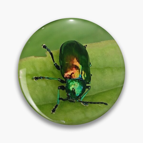 Item preview, Dogbane Leaf Beetle (Chrysochus auratus) designed and sold by Zoologe.