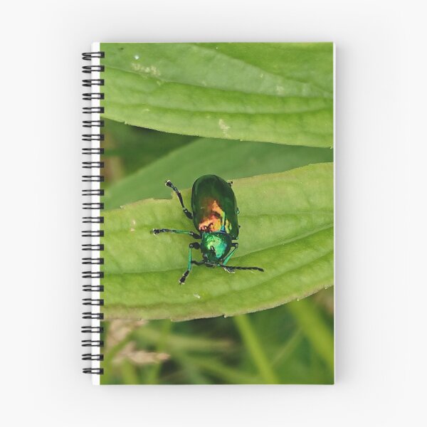 Item preview, Dogbane Leaf Beetle (Chrysochus auratus) designed and sold by Zoologe.
