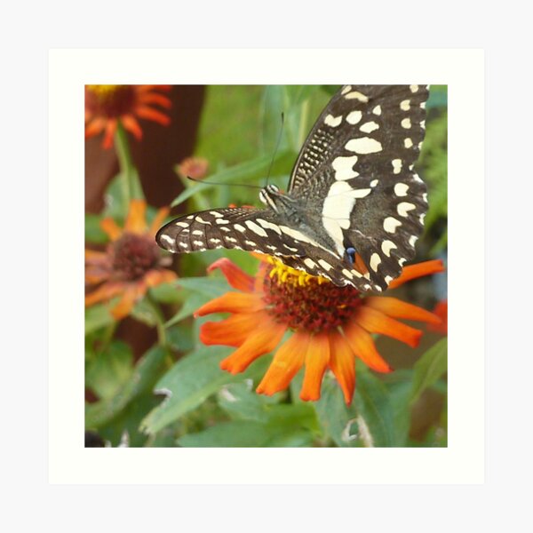 Mariposa en la flor Lámina artística