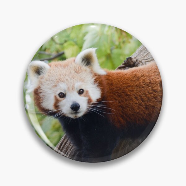 Item preview, RedPanda designed and sold by Ksswaden.