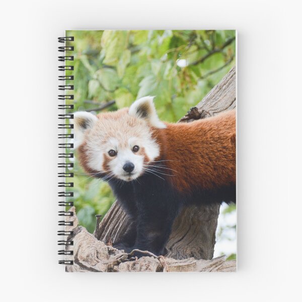 Item preview, RedPanda designed and sold by Ksswaden.
