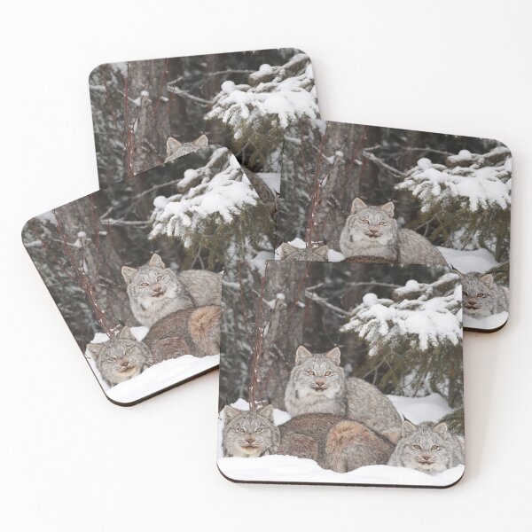 Item preview, Family Of Canada Lynx designed and sold by mlorenz.