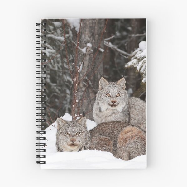 Item preview, Family Of Canada Lynx designed and sold by mlorenz.