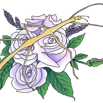 Artwork thumbnail, Stickbug & Roses by Morgan Carpenter