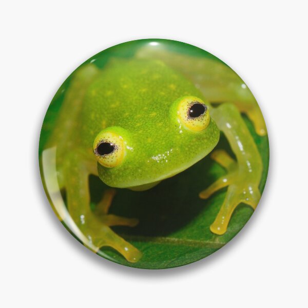 Item preview, Glass Frog designed and sold by ReptileAmphibia.