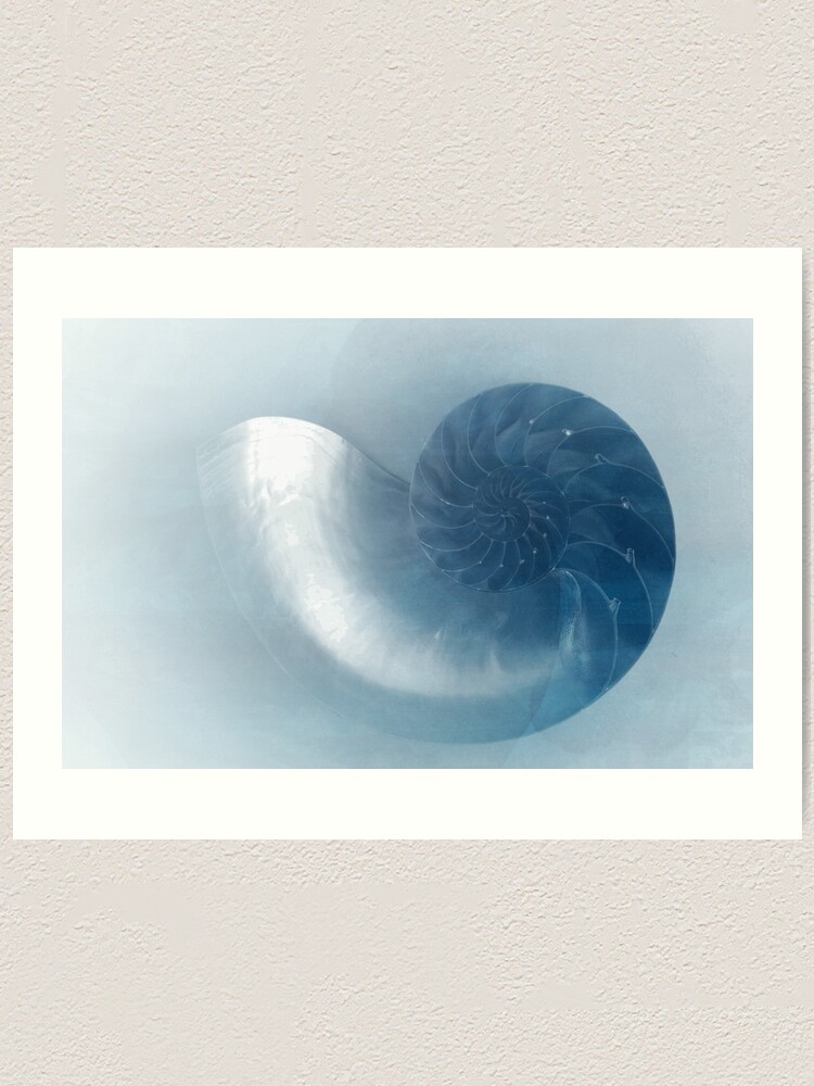 Nautilus The Golden Ratio Art Print By Okopipidesign Redbubble