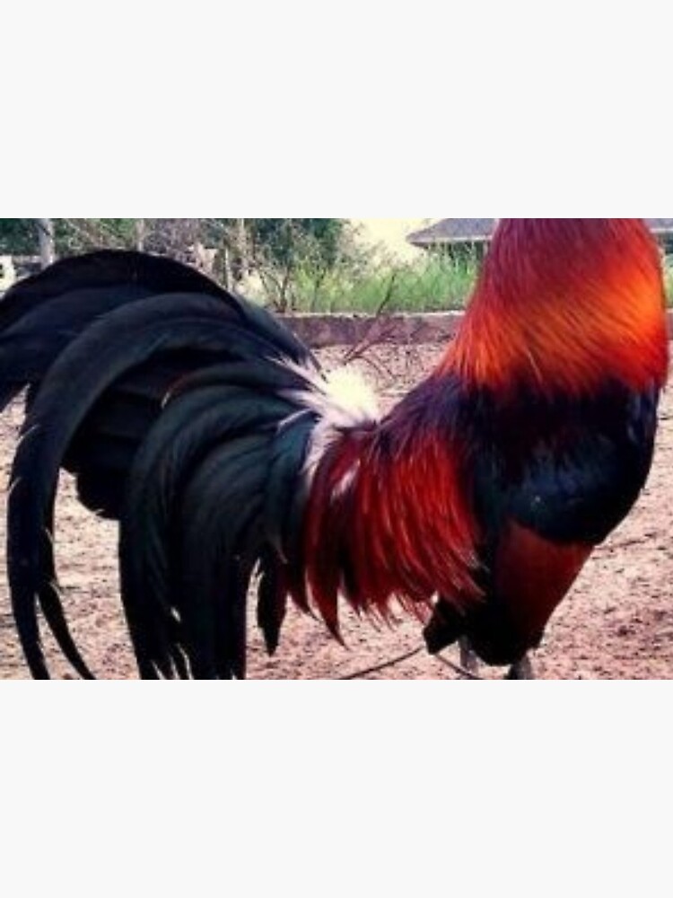 Gallos Colorados