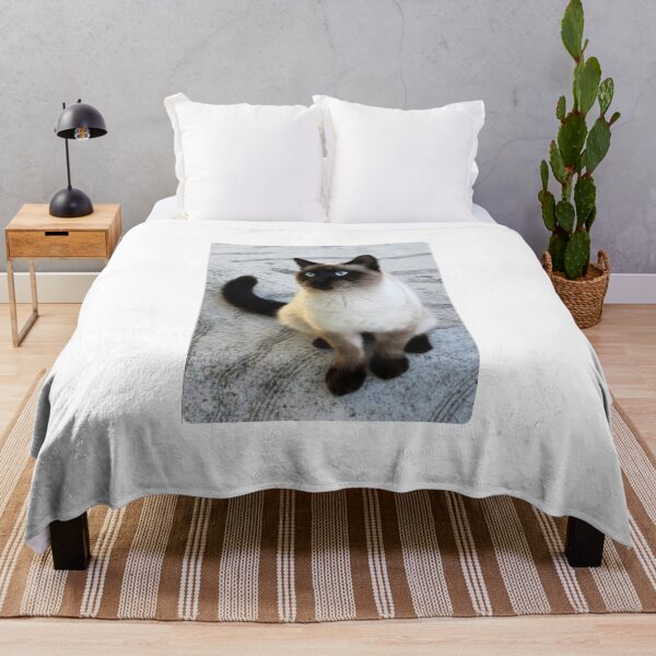 Item preview, Kitten, siamese, blue eyes, three colors designed and sold by RenatoGuzman.