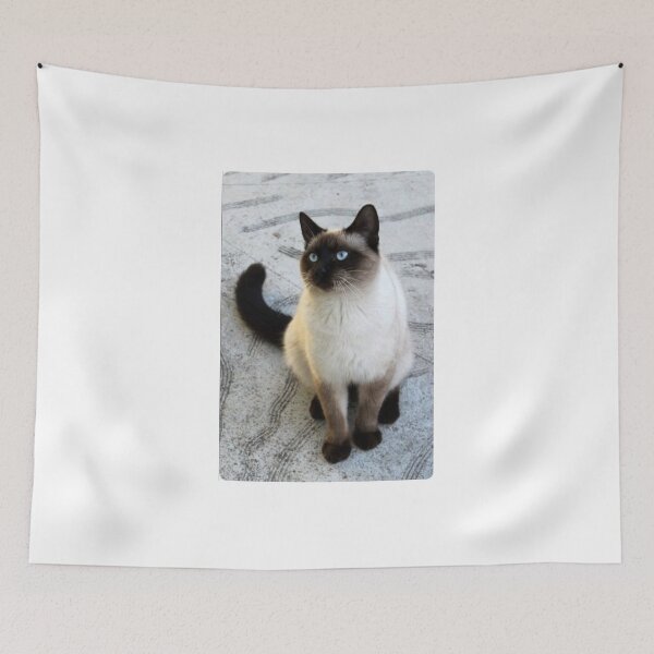 Item preview, Kitten, siamese, blue eyes, three colors designed and sold by RenatoGuzman.