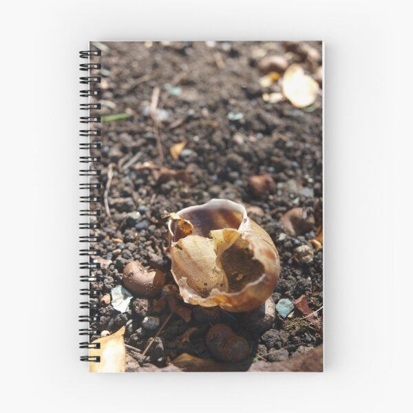Item preview, Discarded Snail Shell designed and sold by willowezra.