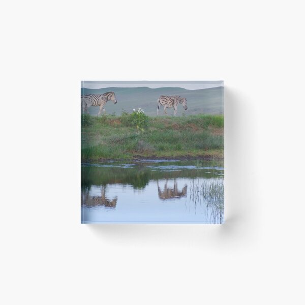 Item preview, Beautiful couple zebra. designed and sold by Lan thi Nguyen.