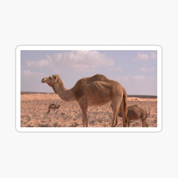 Item preview,  Camels on the desert.  designed and sold by Lan thi Nguyen.