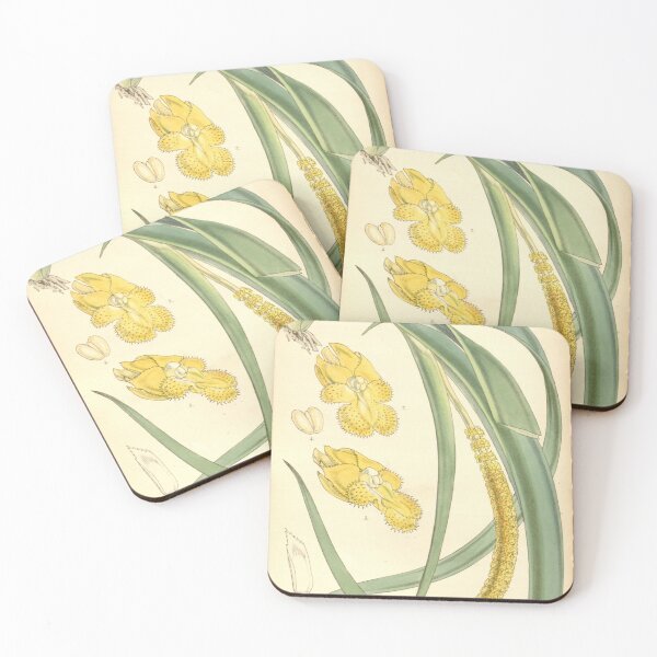 Item preview, Oberonia acaulis Curtis' 84 (Ser. 3 no. 14) pl. 5056 (1858) designed and sold by EsotericBotanic.