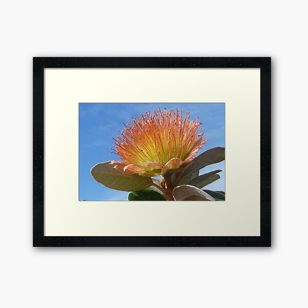 A rose by any other name... Framed Art Print