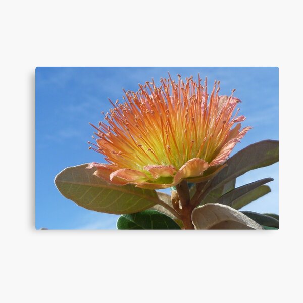 A rose by any other name... Canvas Print