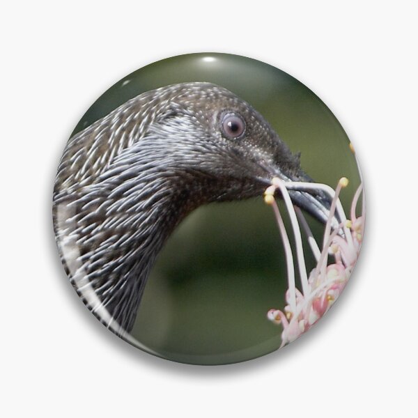 Item preview, Little Wattle Bird ~ Concentration  designed and sold by Robert Elliott.