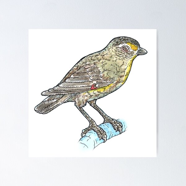 Item preview, Striated Pardalote designed and sold by bangart.