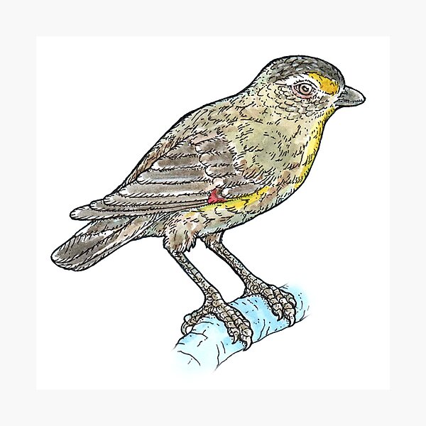 Item preview, Striated Pardalote designed and sold by bangart.