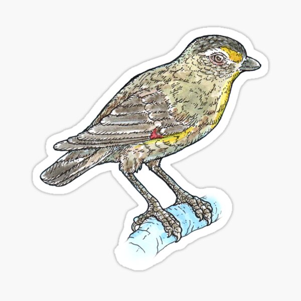 Item preview, Striated Pardalote designed and sold by bangart.