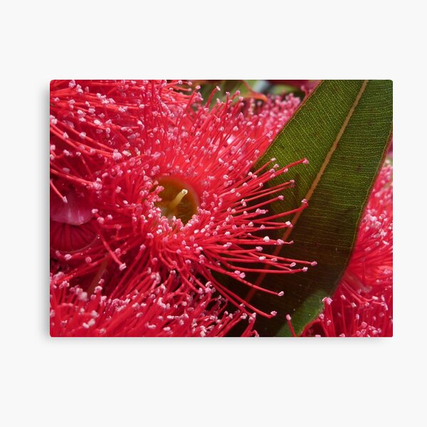 Item preview, Looking into a eucalypt designed and sold by Melanie Ball.