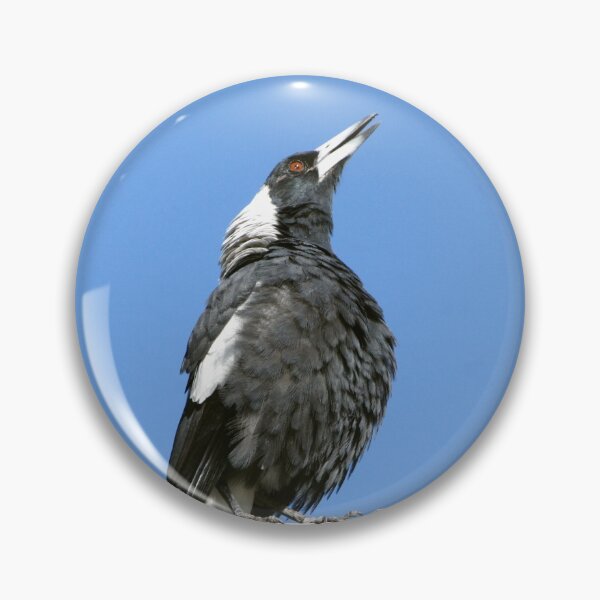 Item preview, Australian (black-backed) Magpie ~ Singing My Song  designed and sold by Robert Elliott.