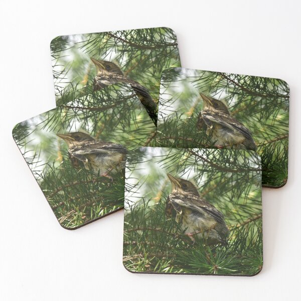 Item preview, Young bird thrush in the shade of green pine branches designed and sold by yarvin13.