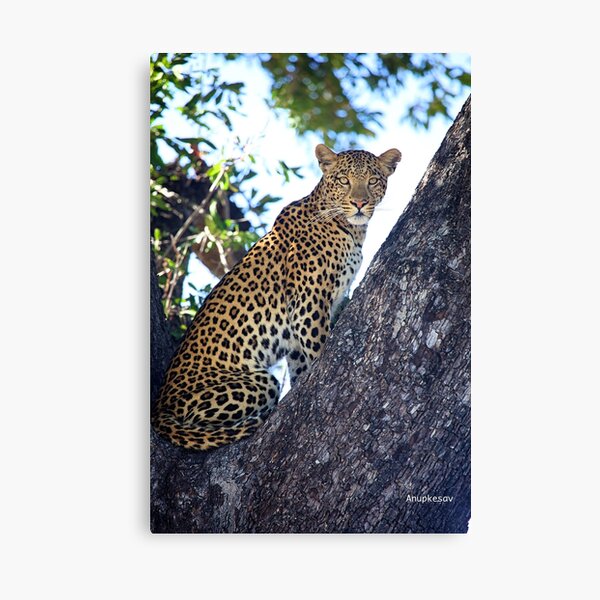 Leopard Wall Art Redbubble